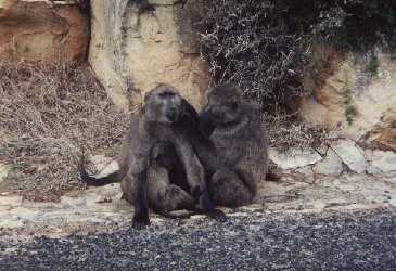 Three baboons.