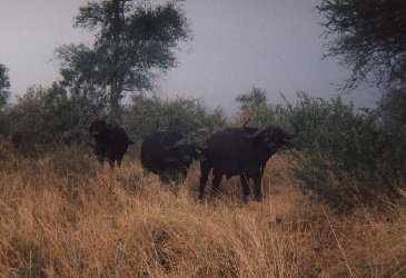 Buffaloes eating.