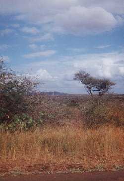 A view of the park.