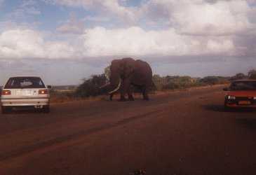 A pissed off elephant!