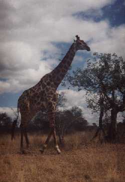 A lazy giraff looks at us.