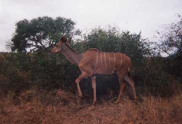 A big fat Kudu!