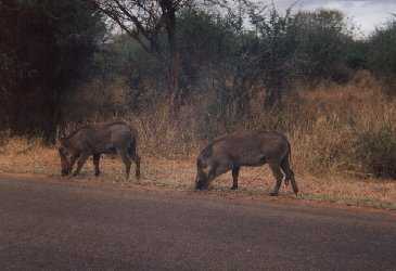 Warthogs on the road.