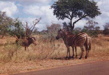 Zebras crossing the road.